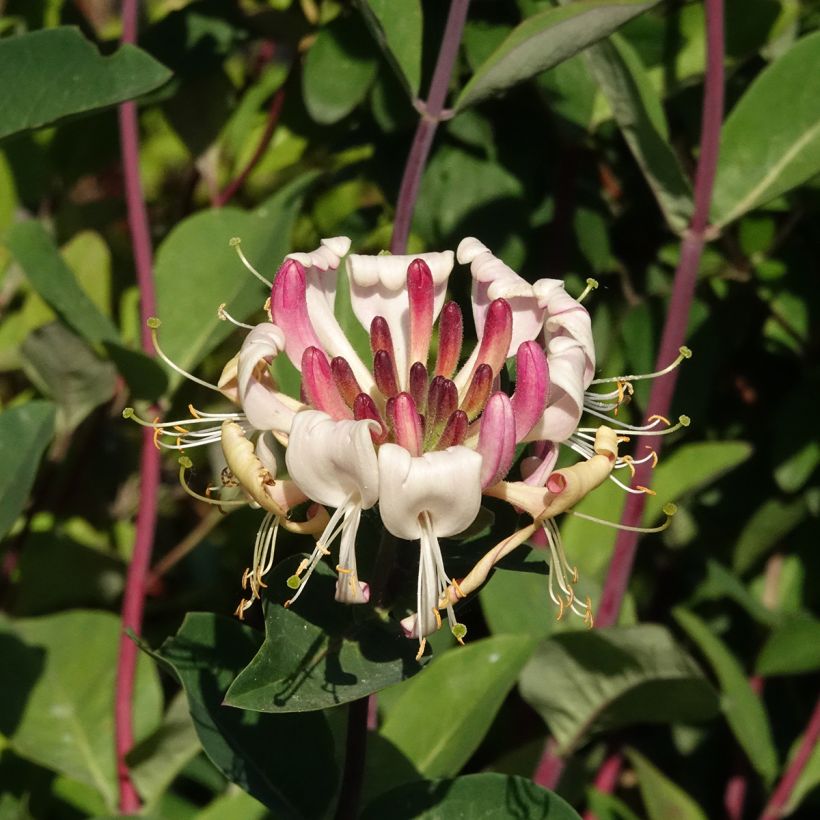 Lonicera periclymenum Belgica - Wilde kamperfoelie (Bloei)
