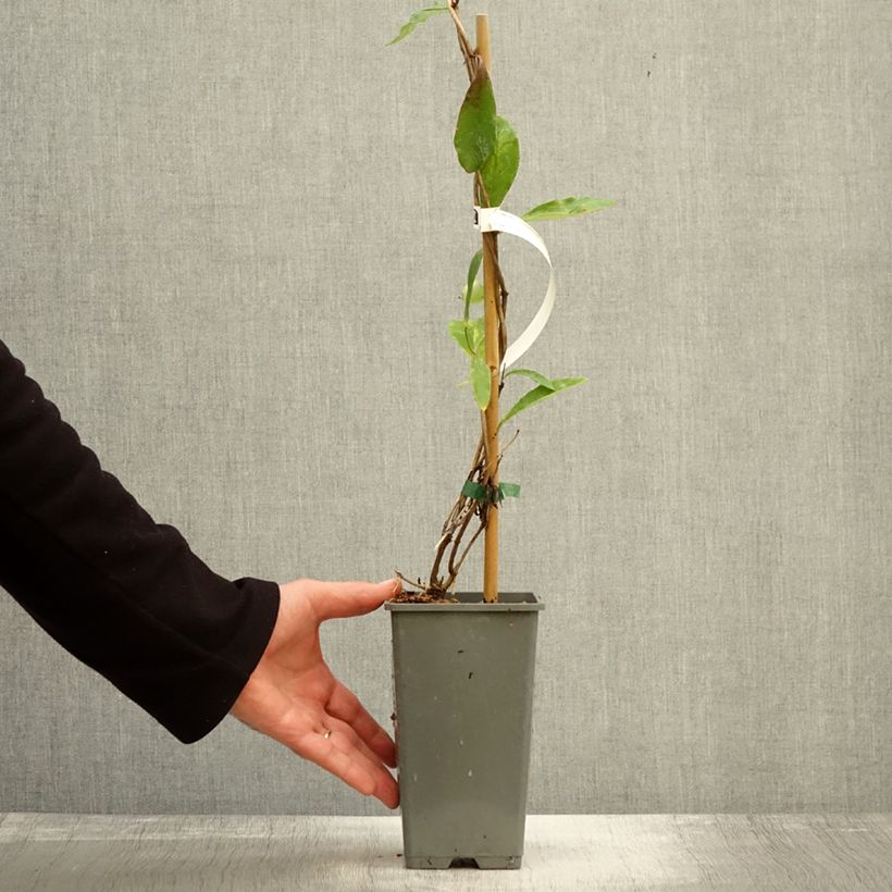 Exemplaar van Lonicera sempervirens Cedar Lane - Kamperfoelie Pot van 1,5 l/2 l zoals geleverd in de herfst