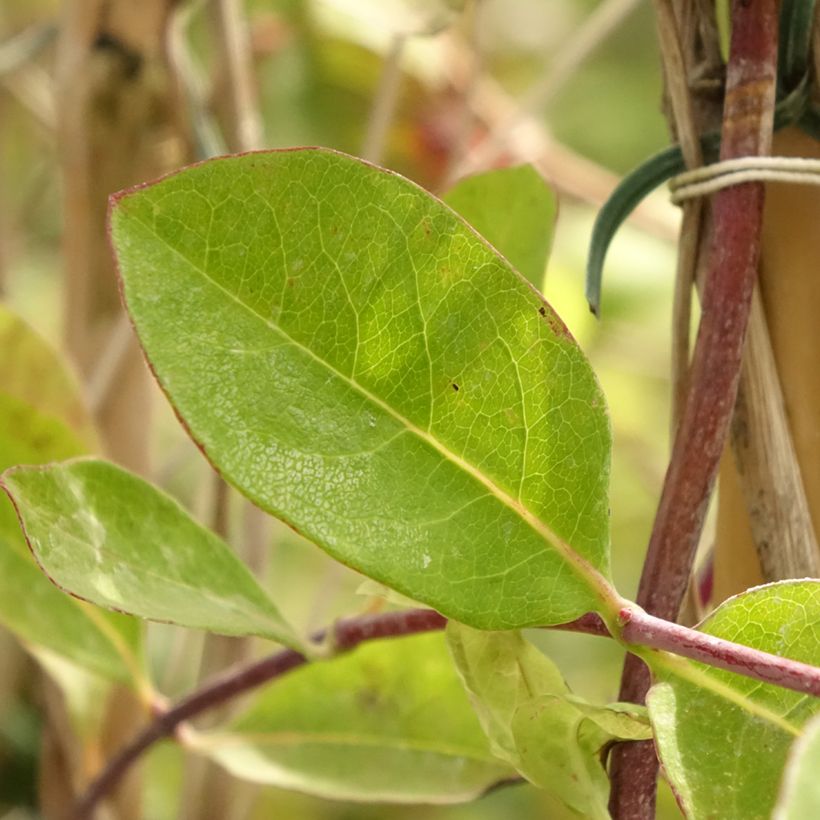 Lonicera heckrottii - Kamperfoelie (Blad)