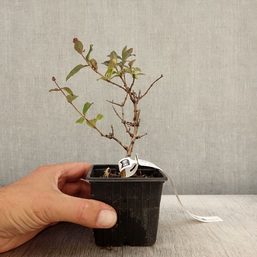 Exemplaar van Lonicera periclymenum Chic et Choc - Wilde kamperfoelie Kweekpotje van 8/9 cm zoals geleverd in de herfst