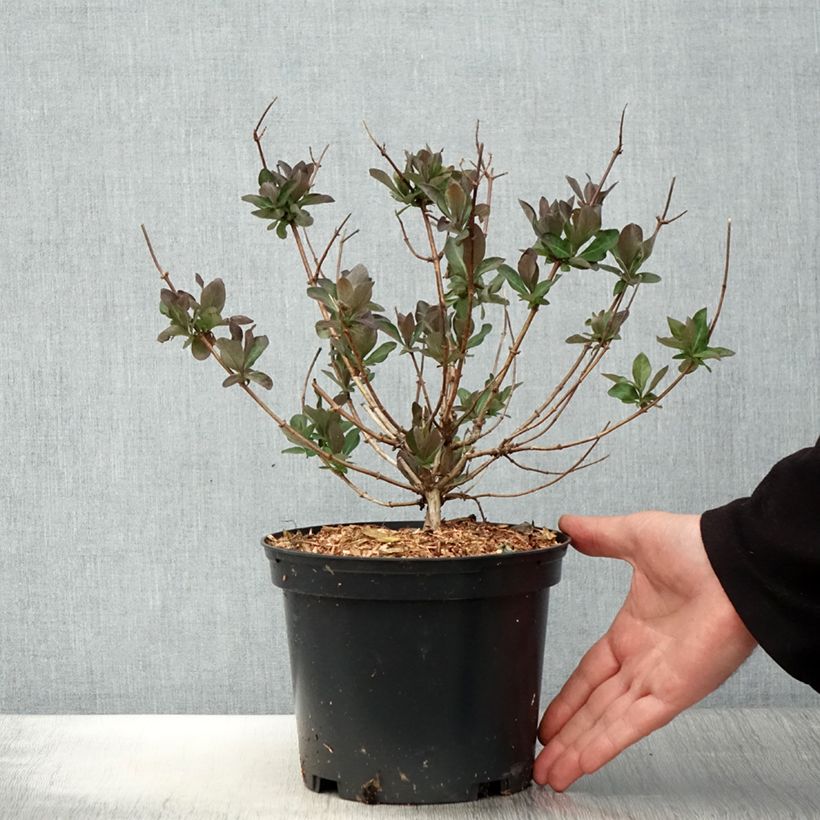 Exemplaar van Lonicera periclymenum Chic et Choc - Wilde kamperfoelie Pot van 2 l/3 l zoals geleverd in de lente