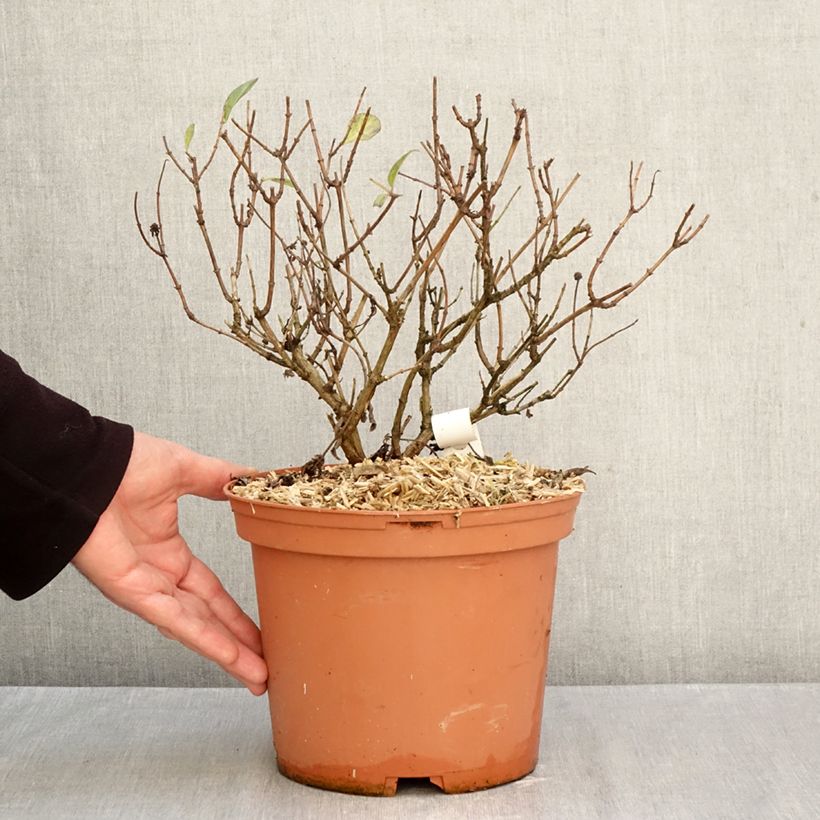 Exemplaar van Lonicera periclymenum Chic et Choc - Wilde kamperfoelie Pot van 2 l/3 l zoals geleverd in de herfst