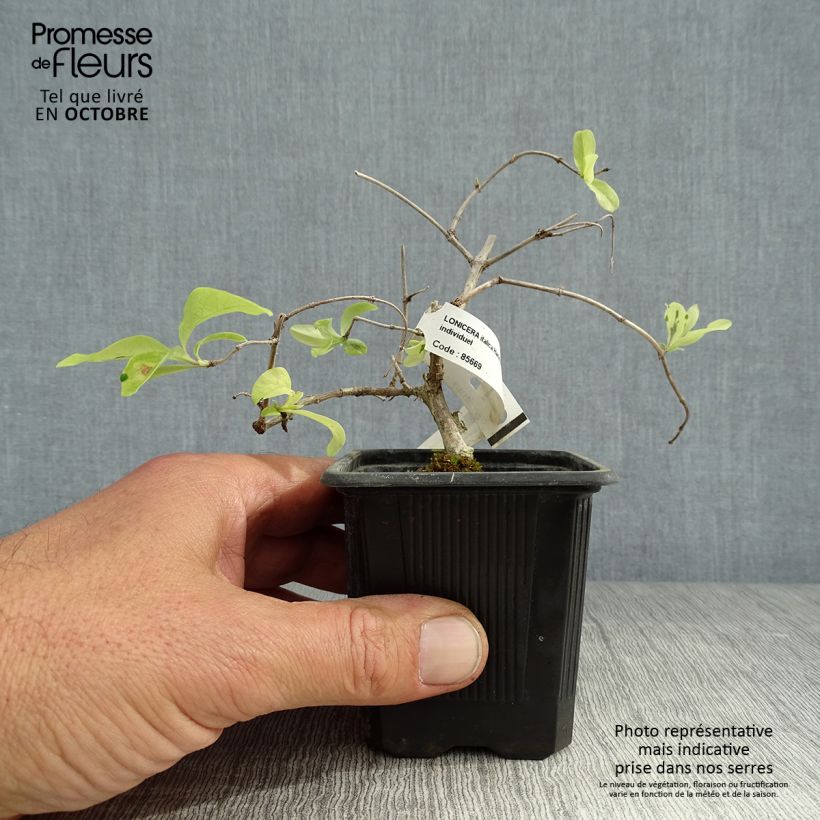 Exemplaar van Lonicera italica Harlequin - Bonte kamperfoelie Kweekpotje van 8/9 cm zoals geleverd in de herfst