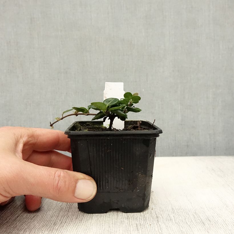Exemplaar van Chèvrefeuille rampant - Lonicera crassifolia Godet de 8/9 cm zoals geleverd in de herfst