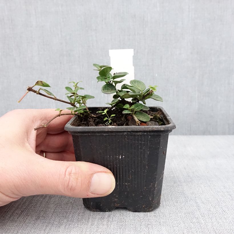 Example of Chèvrefeuille rampant - Lonicera crassifolia Kweekpotje van 8/9 cm as you get in hiver