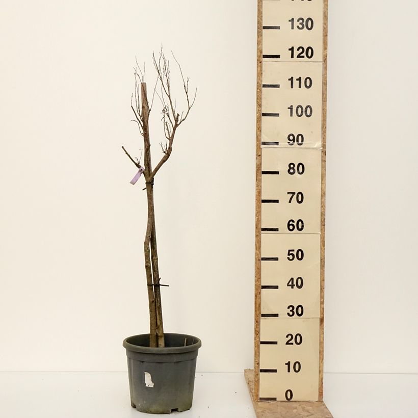 Example of Chilopsis linearis - Saule du désert Pot van 12 l/15 l as you get in hiver