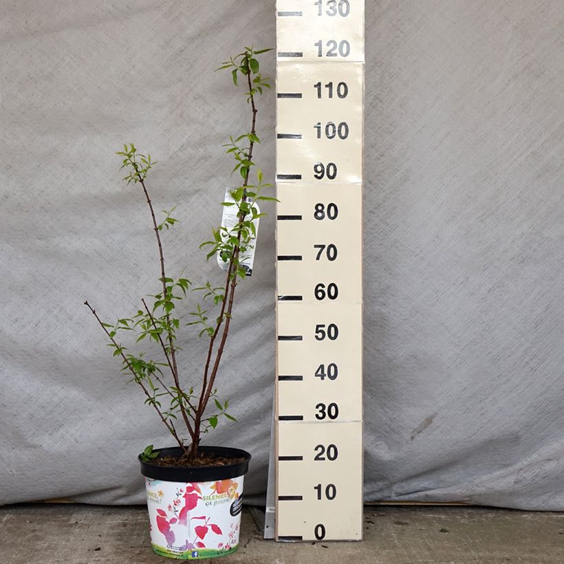 Exemplaar van Chimonanthus praecox Grandiflorus - Meloenboompje Pot van 7,5 l/10 l zoals geleverd in de lente