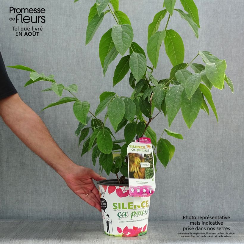Exemplaar van Chimonanthus praecox Grandiflorus - Meloenboompje Pot van 4 l/5 l, Struik zoals geleverd in de zomer