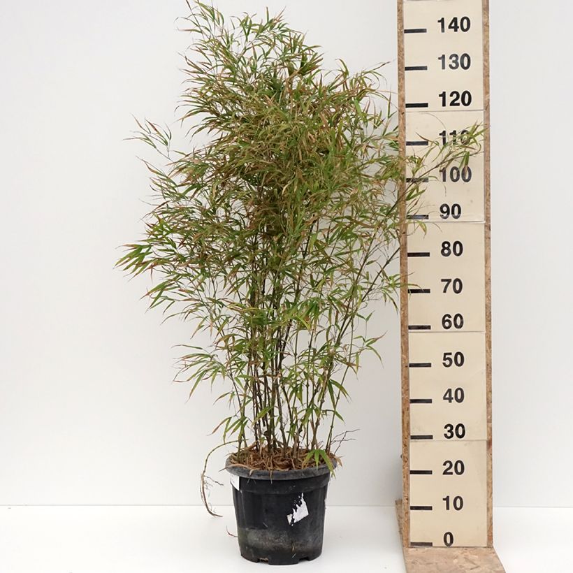 Example of Chimonobambusa tumidissinoda Microphylla - Bambou moyen Pot van 12 l/15 l as you get in hiver