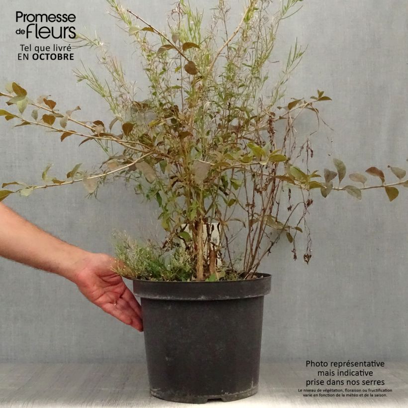 Exemplaar van Chionanthus retusus - Chinese sneeuwvlokkenboom Pot van 7,5 l/10 l zoals geleverd in de herfst