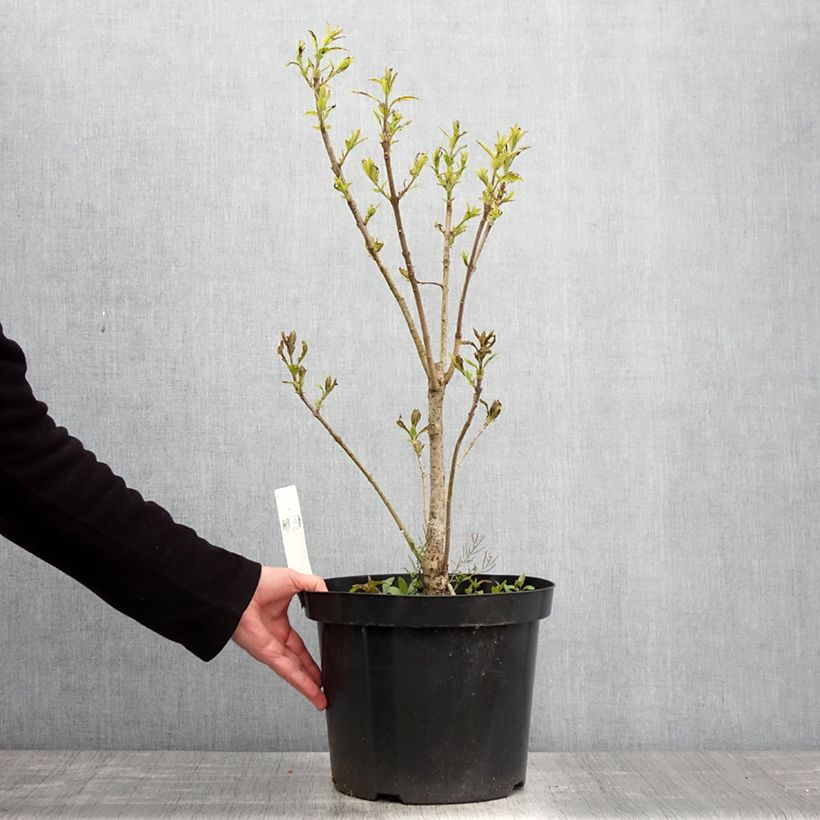 Exemplaar van Chionanthus virginicus - Sneeuwvlokkenboom Pot van 4 l/5 l zoals geleverd in de lente