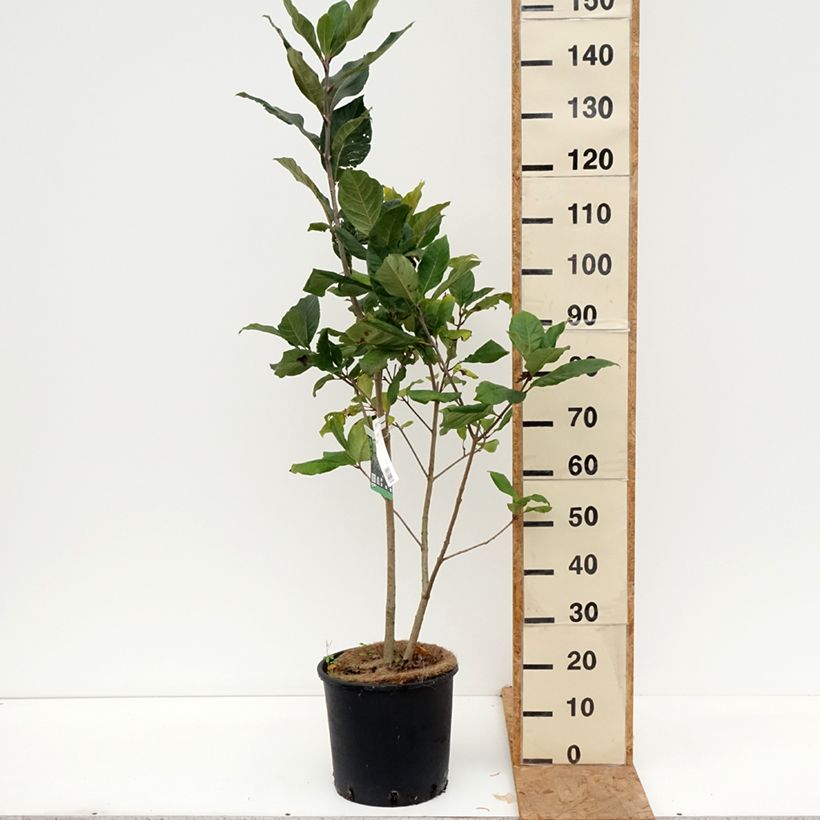 Exemplaar van Chionanthus virginicus - Sneeuwvlokkenboom Pot van 12 l/15 l zoals geleverd in de herfst