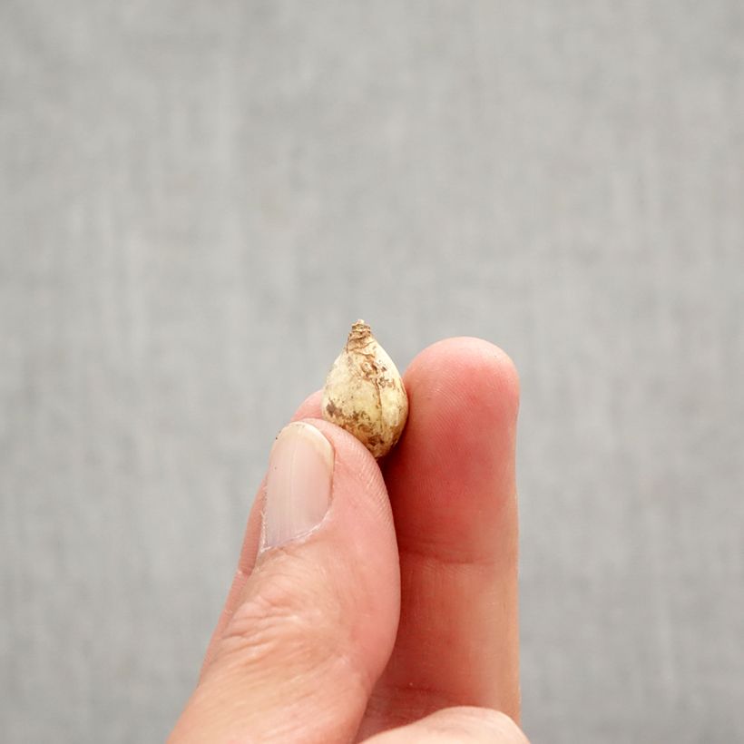 Example of Chionodoxa forbesii Blue Giant Bol size 5+ as you get in printemps