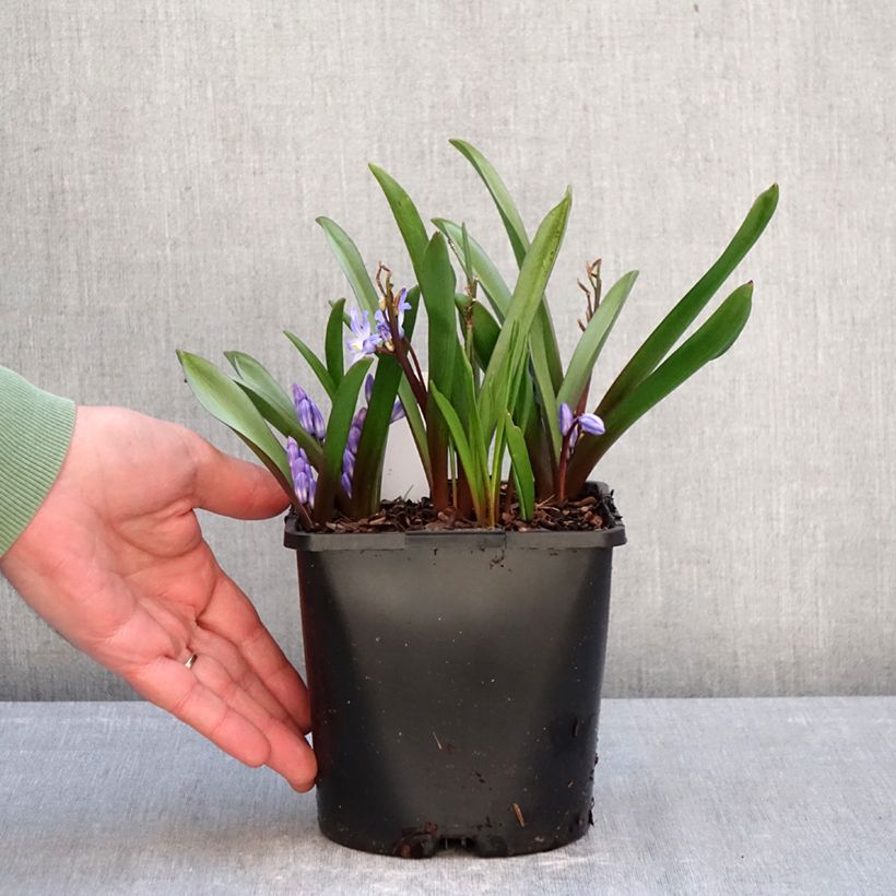 Exemplaar van Chionodoxa forbesii Blue Giant - Sneeuwroem Pot van 2 l/3 l kaliber 5+ zoals geleverd in de winter