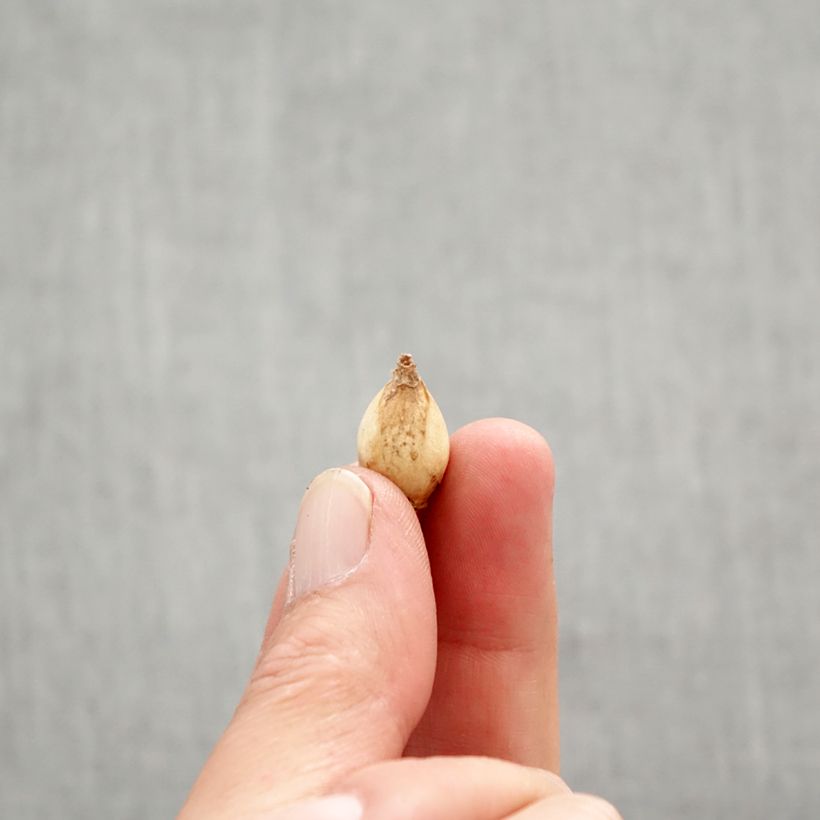 Example of Chionodoxa forbesii - Gloire des Neiges Bol Kaliber/Größe 5+ as you get in printemps