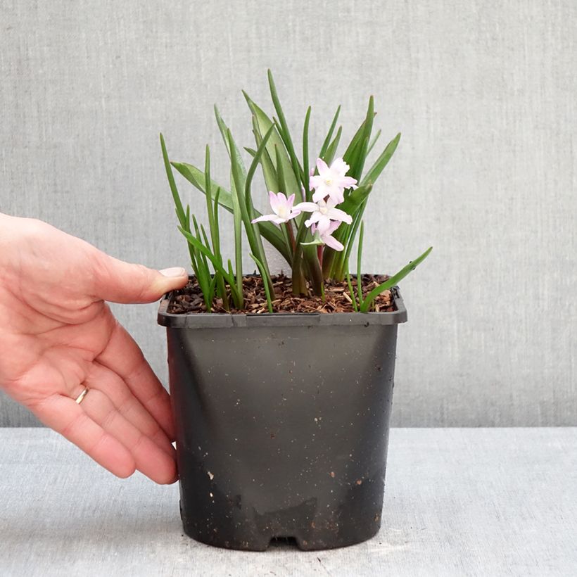 Exemplaar van Chionodoxa forbesii Pink Giant - Sneeuwroem Pot van 2 l/3 l kaliber 4/6 zoals geleverd in de winter