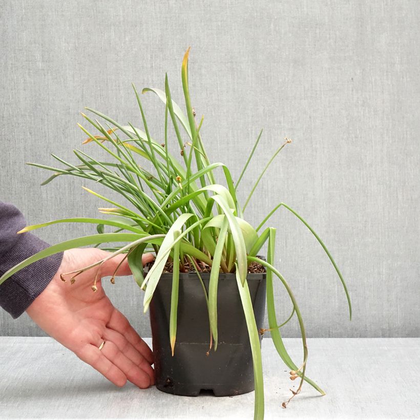 Exemplaar van Chionodoxa forbesii Pink Giant - Sneeuwroem Pot van 2 l/3 l kaliber 4/6 zoals geleverd in de lente