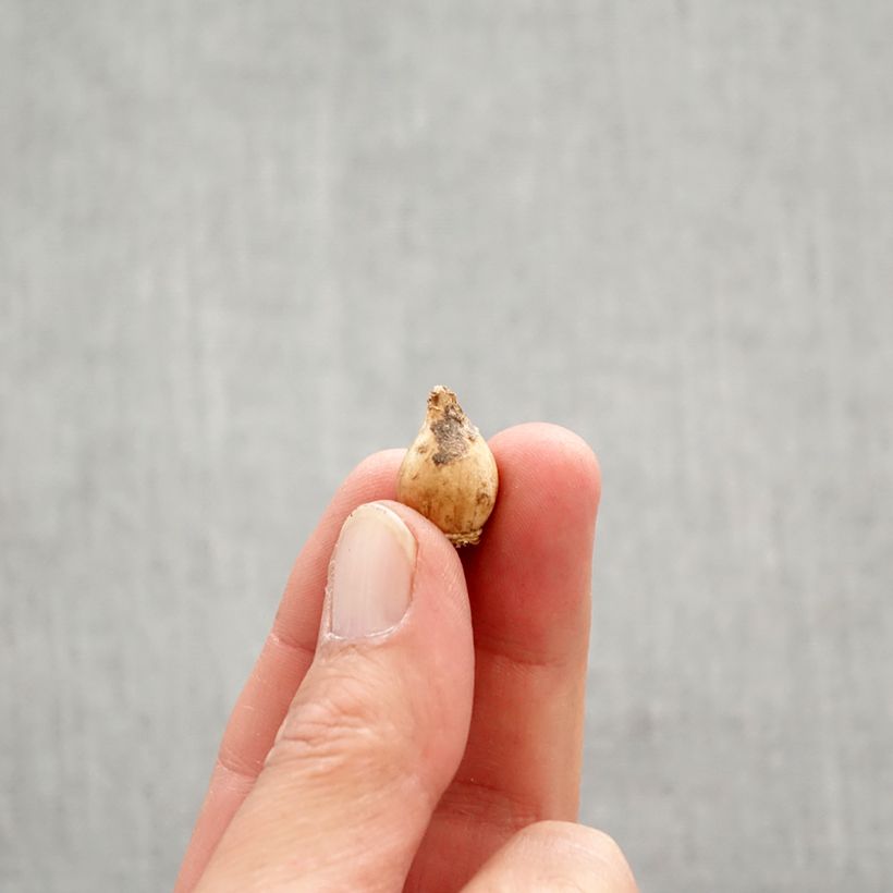 Example of Chionodoxa luciliae Alba - Sneeuwroem Bol size 5+ as you get in printemps