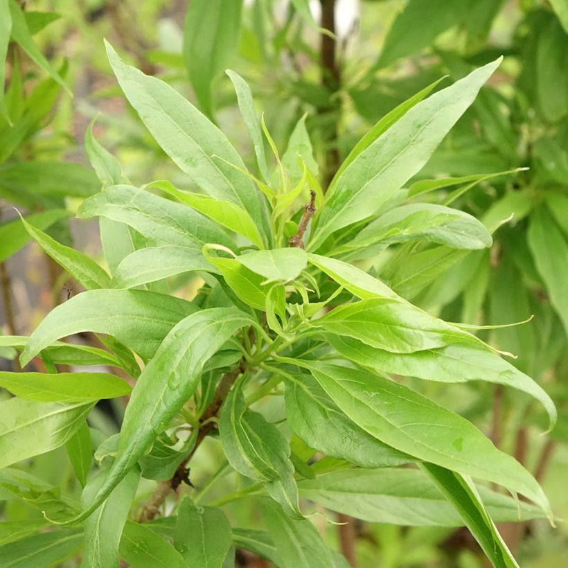 Chitalpa tashkentensis Pink Dawn - Tasjkent-chitalpa (Blad)