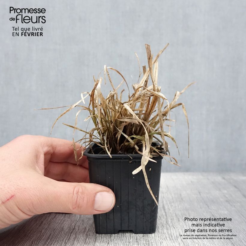 Example of Chloris distichophylla Kweekpotje van 8/9 cm as you get in hiver