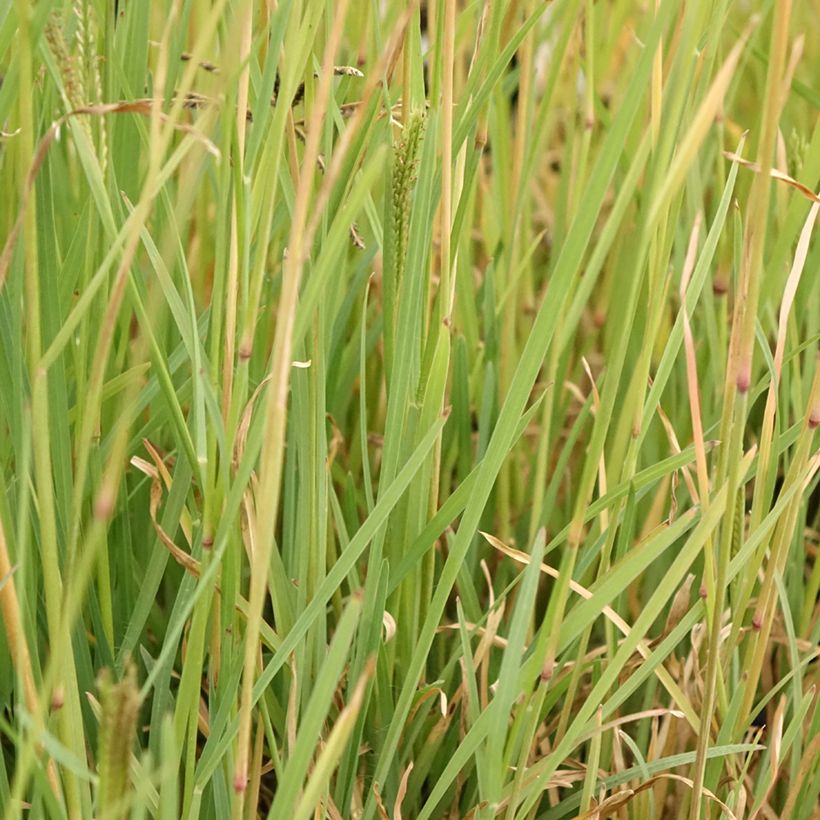Chloris virgata - Rhodes pluimgras (Blad)