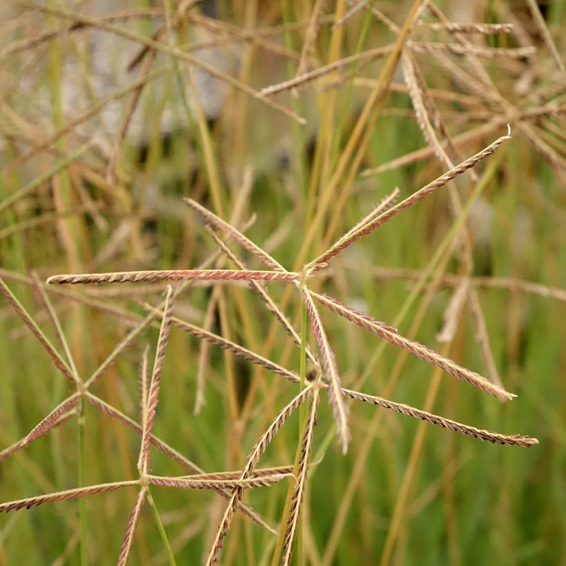 Chloris virgata - Rhodes pluimgras (Bloei)