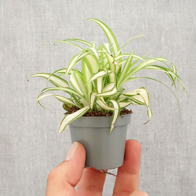 Example of Chlorophytum comosum Variegatum - Graslelie Mini-plante as you get in printemps