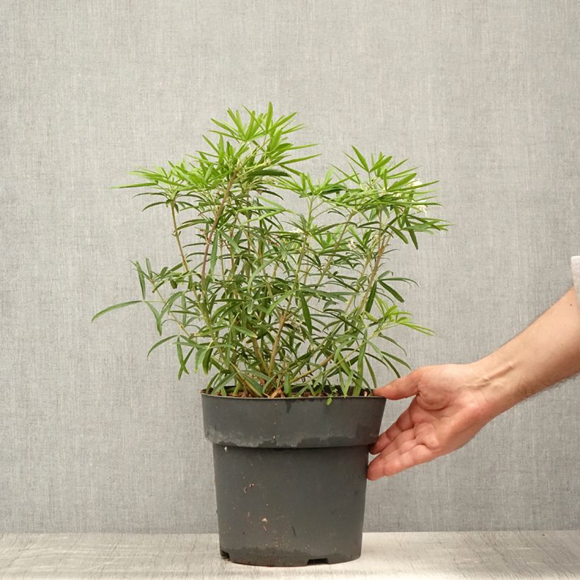 Exemplaar van Choisya dewitteana Aztec Pearl - Mexicaanse oranjebloesem Pot van 4 l/5 l zoals geleverd in de zomer