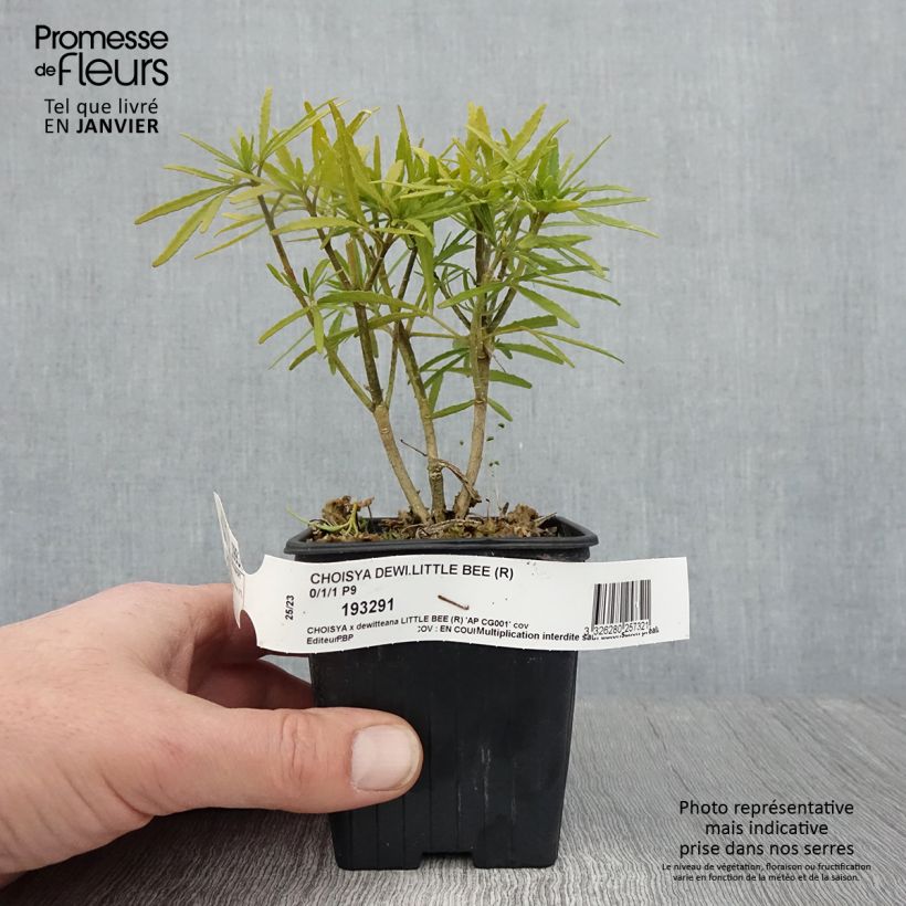 Example of Choisya dewitteana Little Bee - Mexicaanse oranjebloesem Kweekpotje van 8/9 cm as you get in hiver