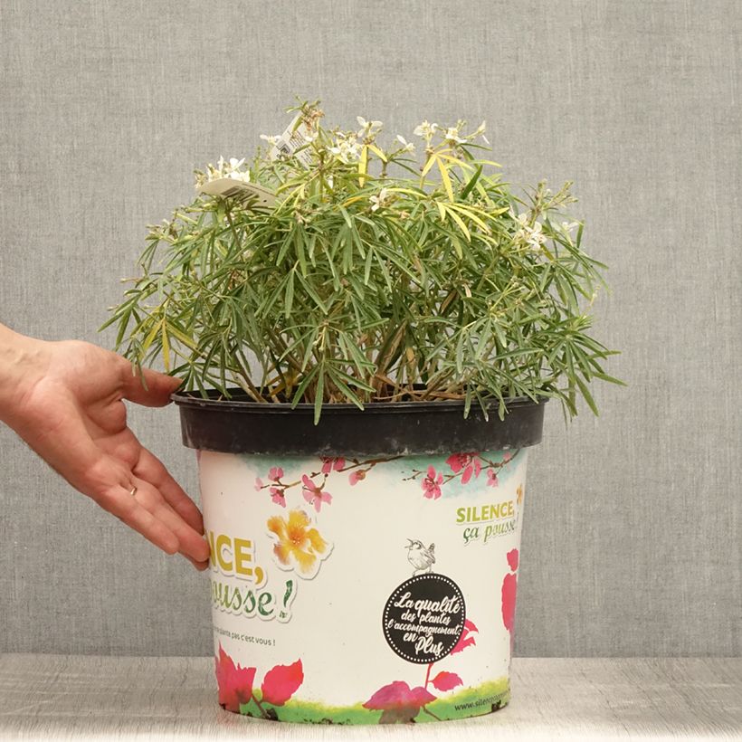 Exemplaar van Choisya dewitteana Little Bee - Mexicaanse oranjebloesem Pot van 3 l/4 l zoals geleverd in de zomer