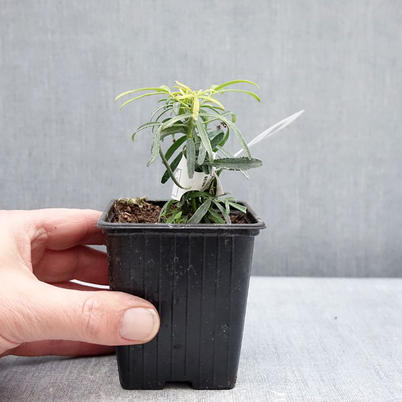 Example of Choisya Little Honey Bee - Oranger du Mexique Kweekpotje van 8/9 cm as you get in hiver