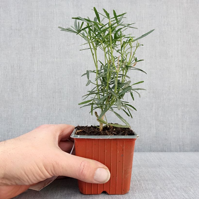 Example of Choisya Scented Gem - Oranger du Mexique Kweekpotje van 8/9 cm as you get in hiver