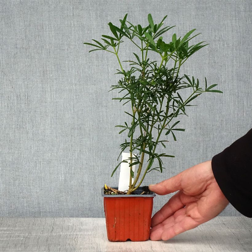 Exemplaar van Choisya ternata Scented Gem - Mexicaanse oranjebloesem Kweekpotje van 8/9 cm zoals geleverd in de lente