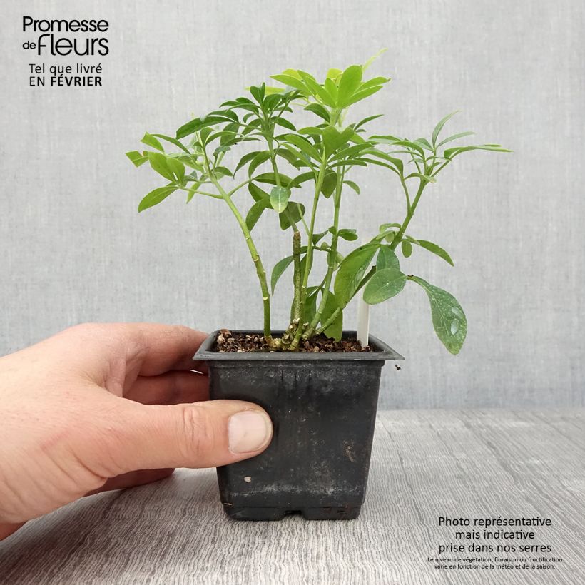 Example of Choisya ternata Sundance - Oranger du Mexique Kweekpotje van 8/9 cm as you get in hiver