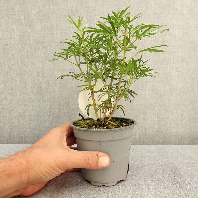 Exemplaar van Choisya dewitteana White Dazzler - Mexicaanse oranjebloesem Pot van 12 cm / 13 cm zoals geleverd in de zomer