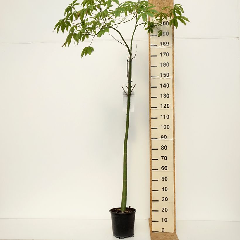 Exemplaar van Ceiba speciosa - Zijdeboom Pot van 7,5 l/10 l zoals geleverd in de herfst