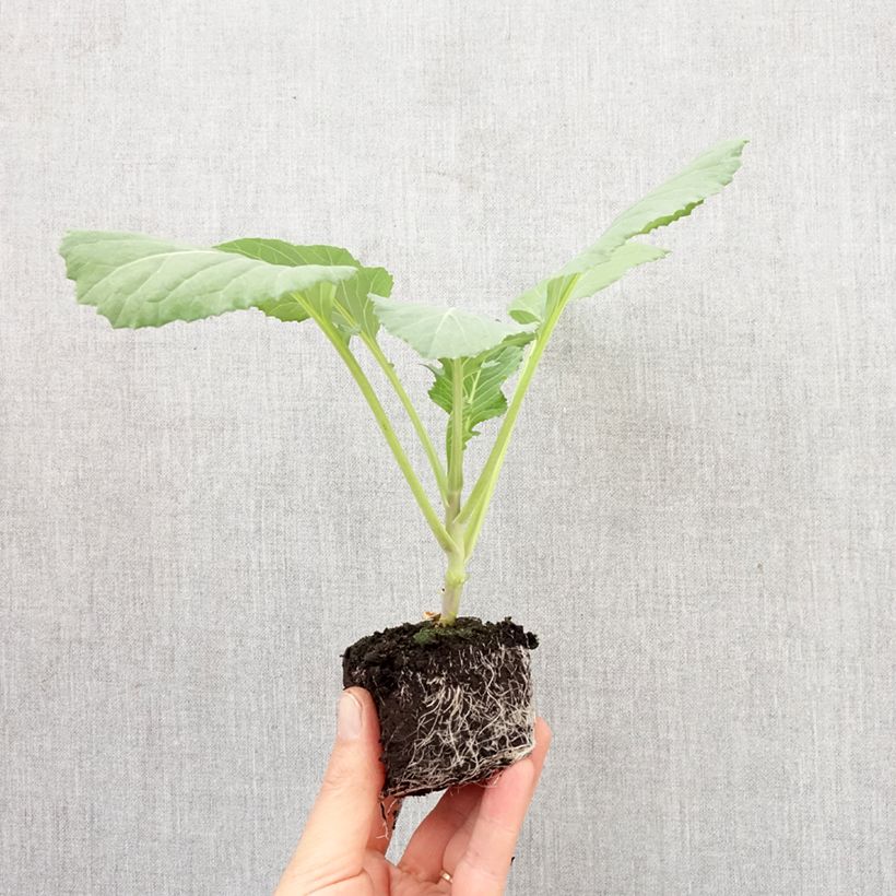 Exemplaar van Witte kool Steenkop F1 (jonge planten) Mini-mot Ø 3/4 cm zoals geleverd in de lente