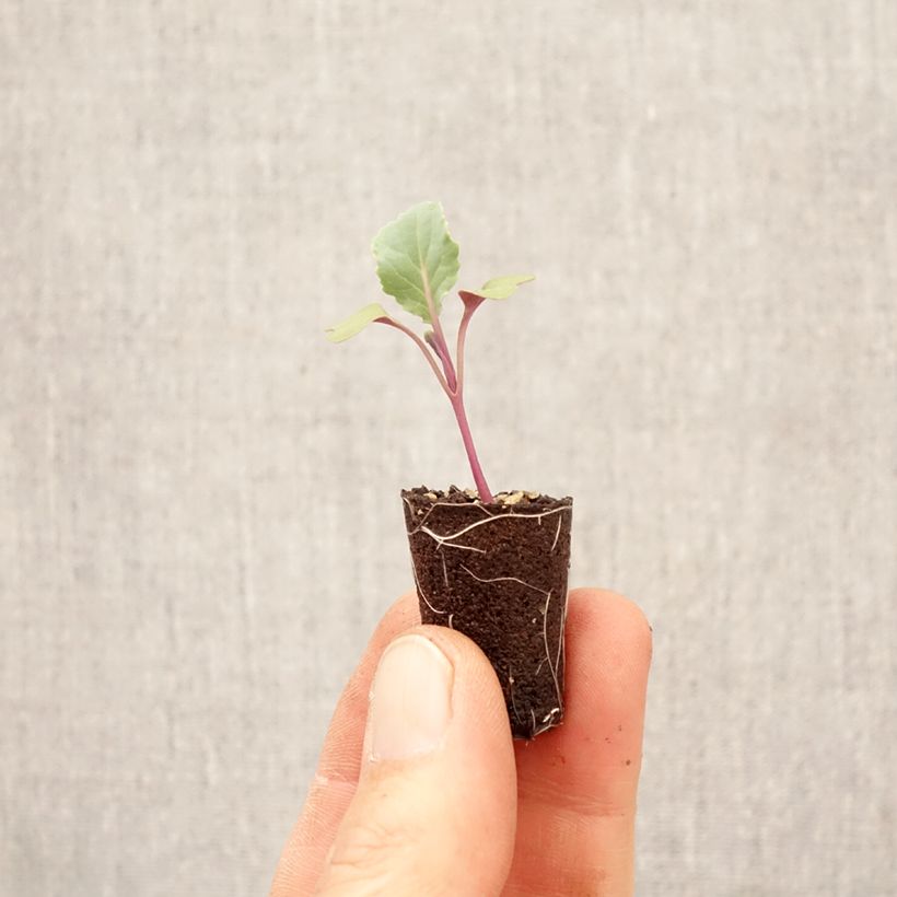 Exemplaar van Bloemkool Freedom F1 Mini-mot Ø 3/4 cm zoals geleverd in de lente