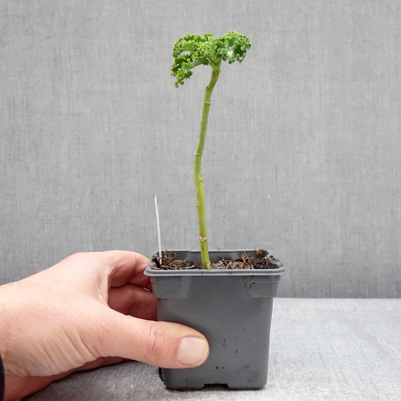 Exemplaar van Boerenkool Winterbor F1 (jonge planten) Kweekpotje van 8/9 cm zoals geleverd in de winter