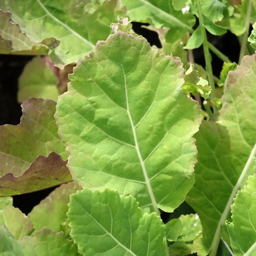 Eeuwig moes Daubenton (jonge planten) (Blad)