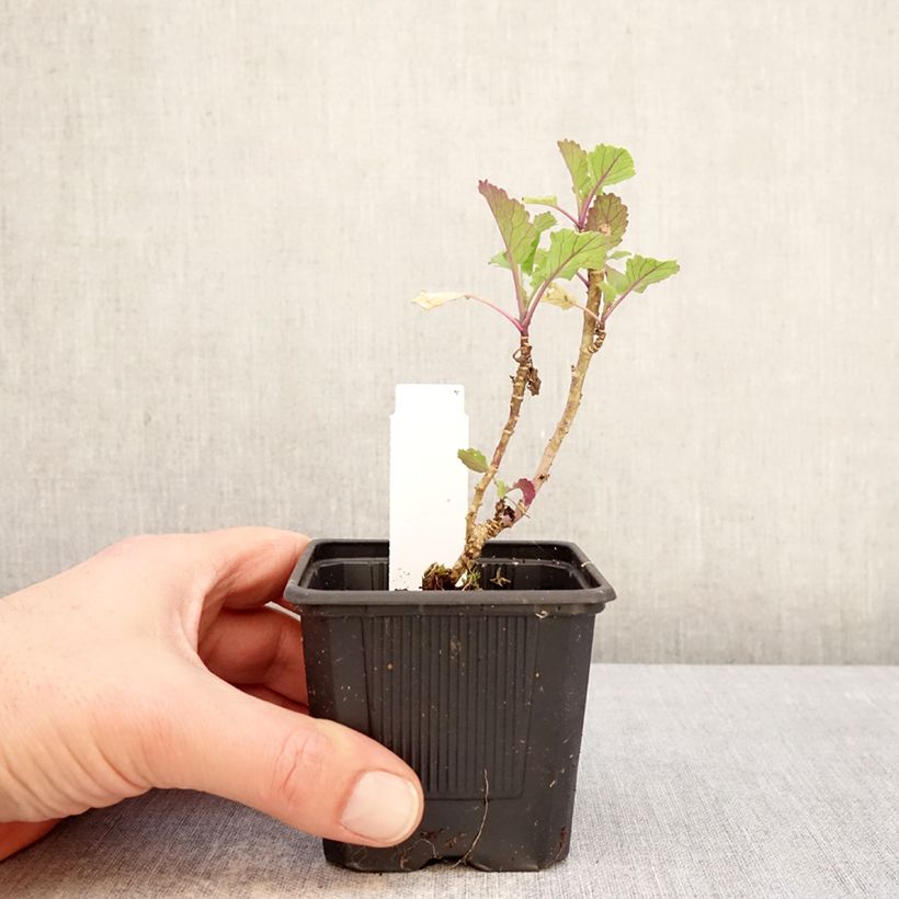 Exemplaar van Duizendkoppige kool Daubenton's Green (jonge planten) Kweekpotje van 8/9 cm zoals geleverd in de winter