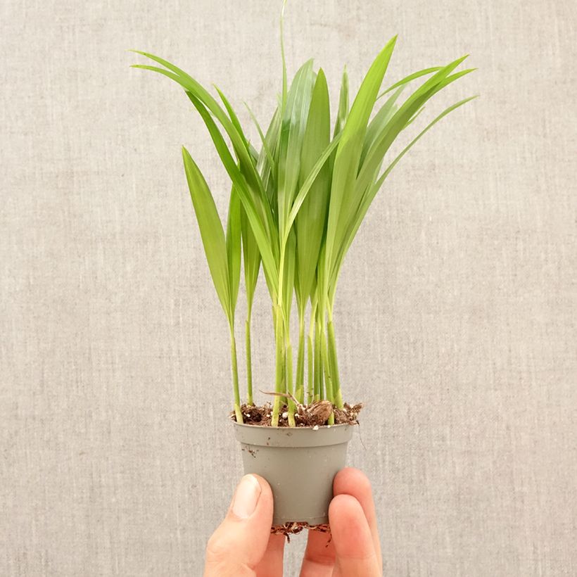 Exemplaar van Chrysalidocarpus lutescens - Arecapalm Mini-kamerplanten zoals geleverd in de lente