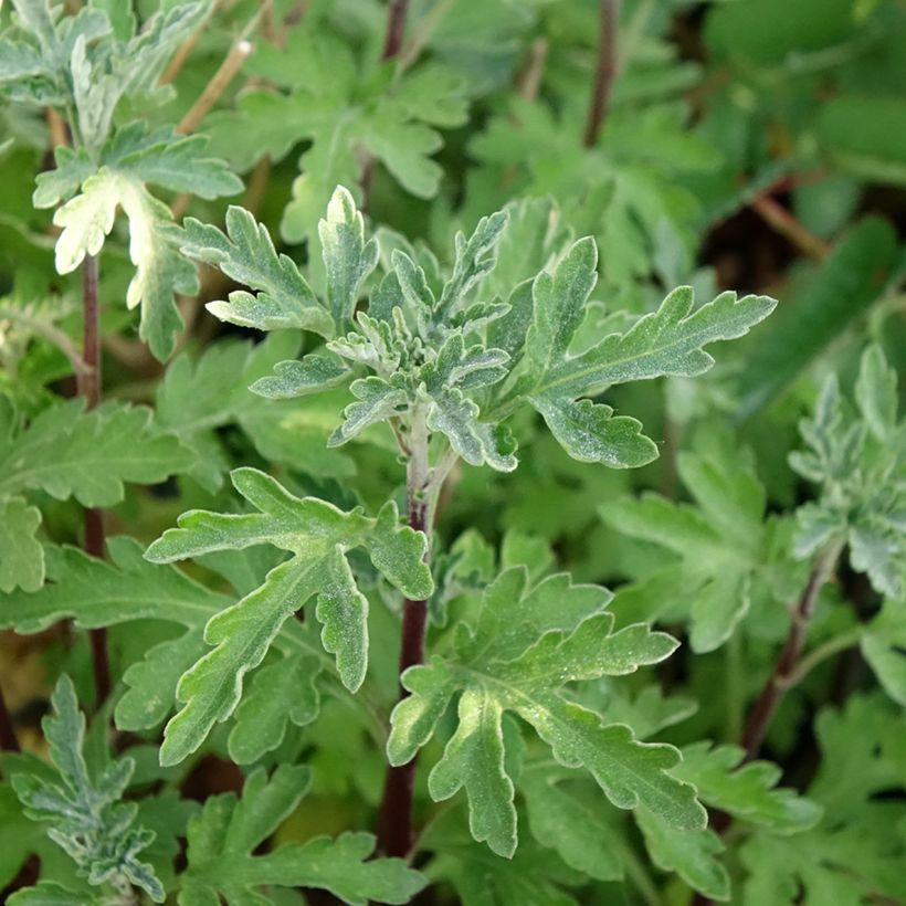 Chrysanthemum indicum Bienchen - Tuinchrysant (Blad)