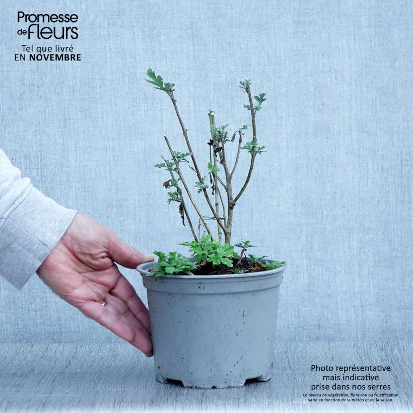 Exemplaar van Chrysanthemum indicum Bienchen - Tuinchrysant Pot van 2 l/3 l zoals geleverd in de herfst