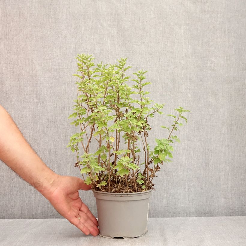 Exemplaar van Chrysanthemum indicum Bienchen - Tuinchrysant Pot van 2 l/3 l zoals geleverd in de zomer