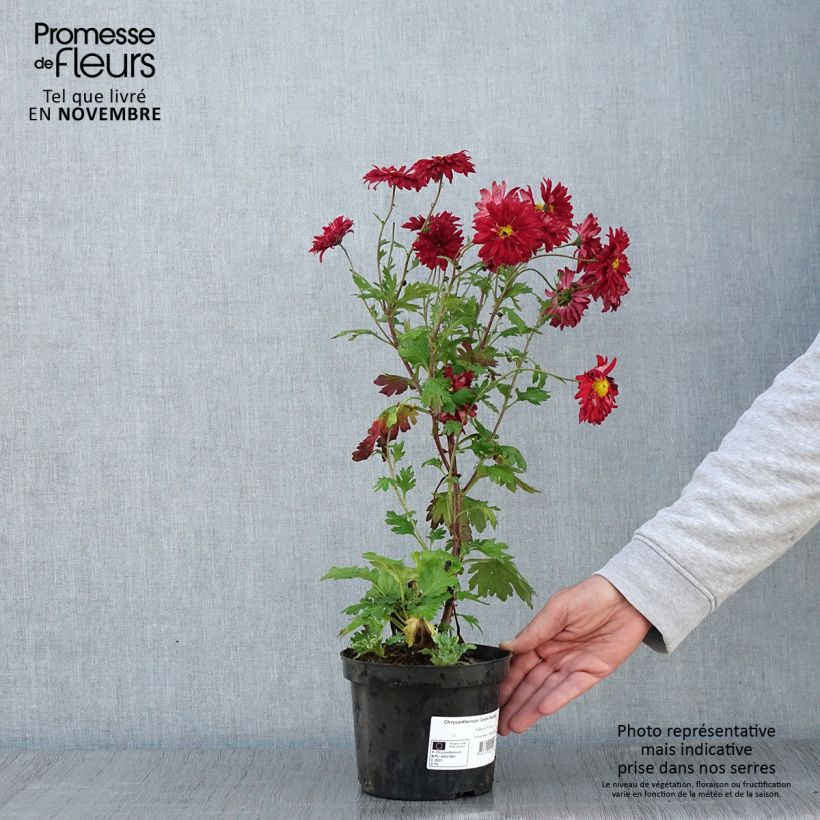 Exemplaar van Chrysanthème des jardins Cedie Mason - Chrysanthemum (x) indicum Pot de 2L/3L zoals geleverd in de herfst
