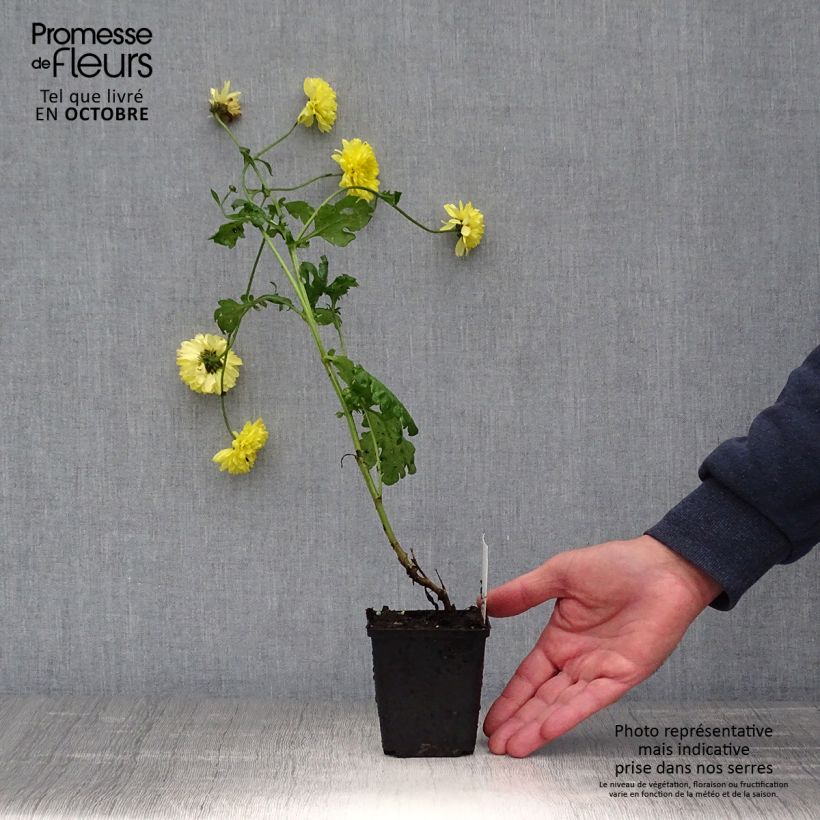 Exemplaar van Chrysanthemum indicum Citronella - Tuinchrysant Kweekpotje van 8/9 cm zoals geleverd in de herfst