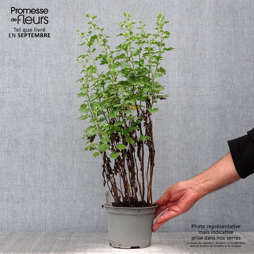 Exemplaar van Chrysanthemum indicum Cottage Apricot - Tuinchrysant Pot van 2 l/3 l zoals geleverd in de herfst