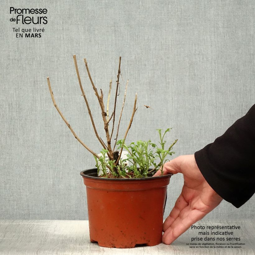 Exemplaar van Chrysanthemum indicum Cottage Apricot - Tuinchrysant Pot van 2 l/3 l zoals geleverd in de lente