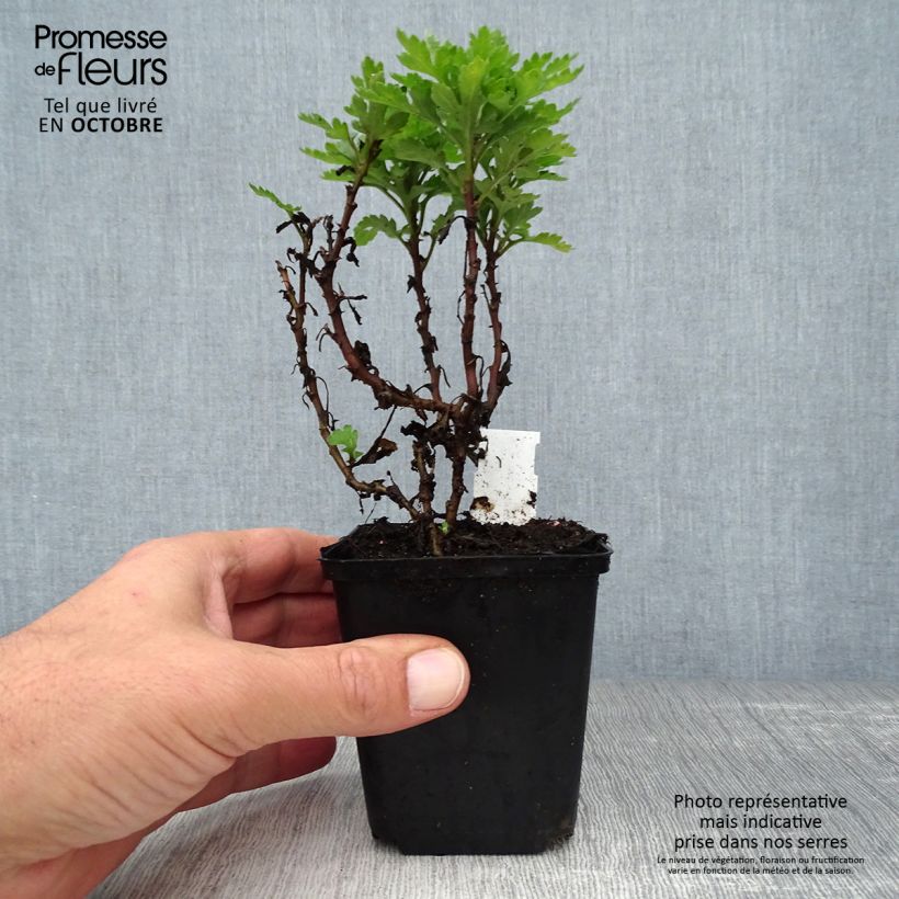 Exemplaar van Chrysanthemum indicum Herbstbrokat - Tuinchrysant Kweekpotje van 8/9 cm zoals geleverd in de herfst